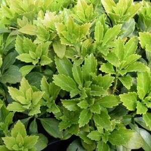 Pachysandra terminalis 'Green Carpet' ---